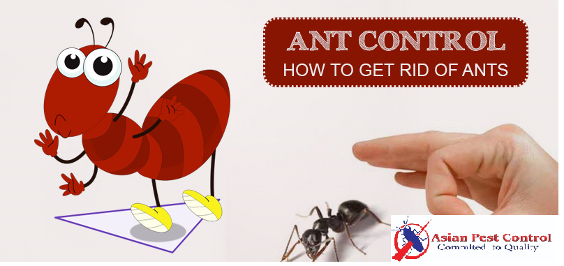 # Best Ants Treatment – Eco Friendly & Organic