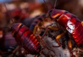 # Low Cost n Best Quality – Asian Pest Control
