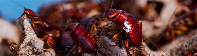 # Low Cost n Best Quality – Asian Pest Control